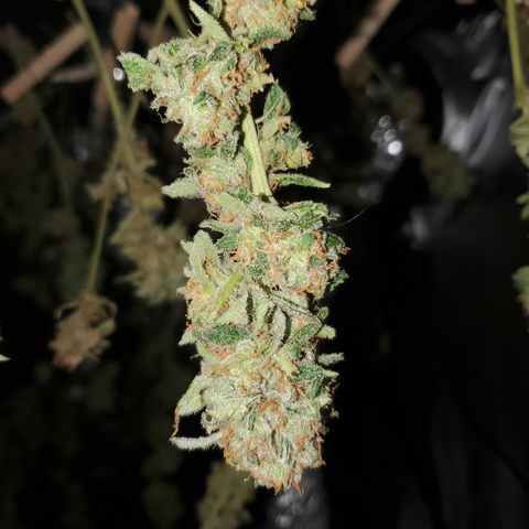 Durbin Poison  growlog timeline photo
