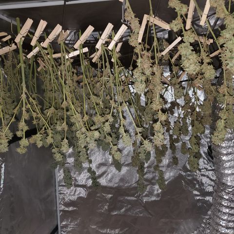 Durbin Poison  growlog timeline photo