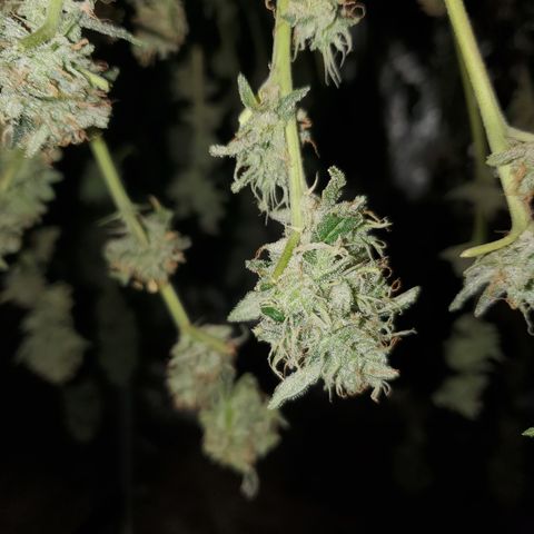 Crescendo growlog timeline photo