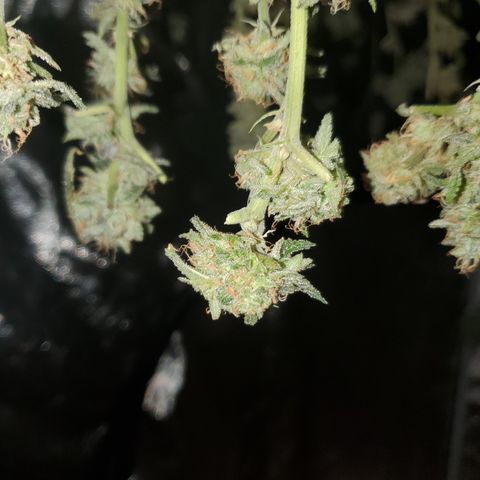 Crescendo growlog timeline photo