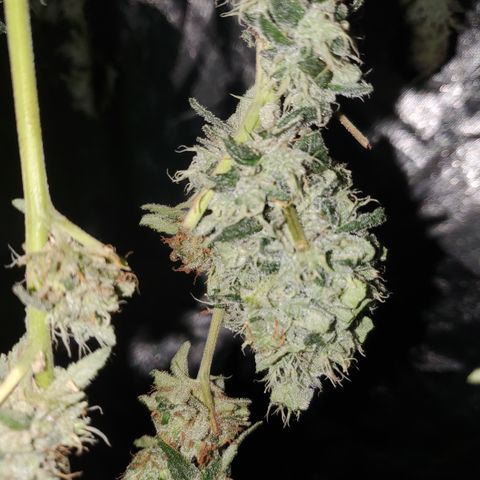 Crescendo growlog timeline photo