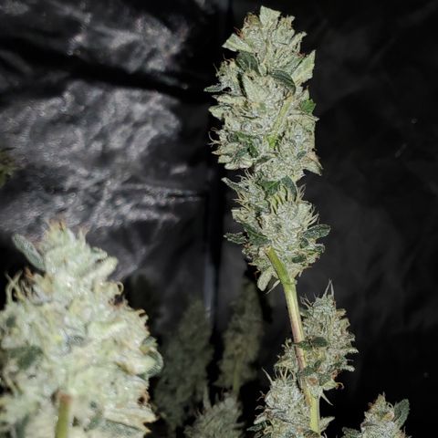 Crescendo growlog timeline photo