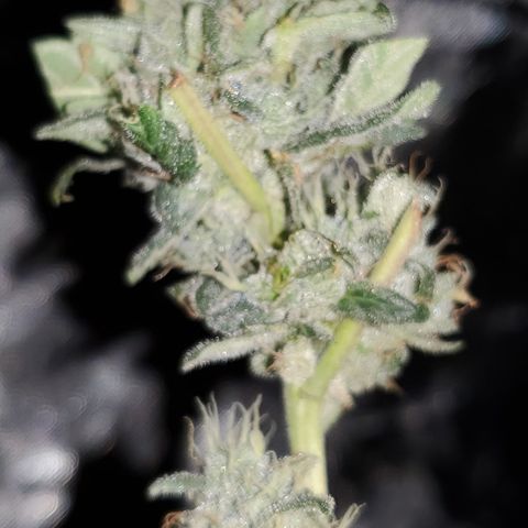 Crescendo growlog timeline photo