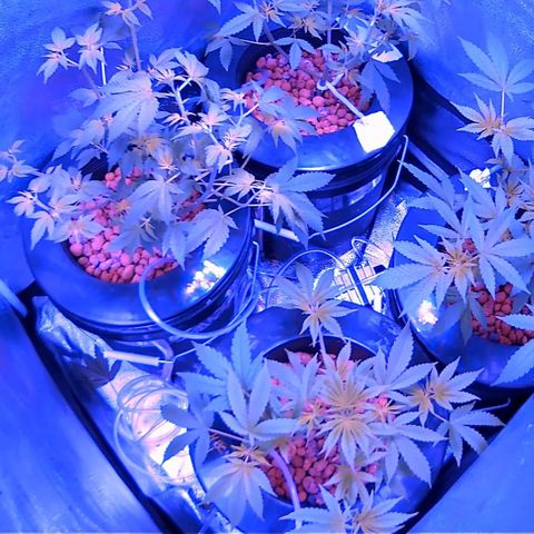 Lucky Charms growlog timeline photo