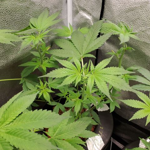 Lucky Charms growlog timeline photo