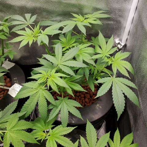 HeadbanD Cookies growlog timeline photo