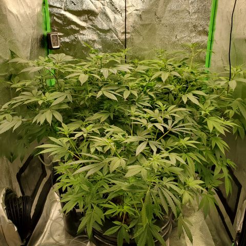 Blueberry Headband growlog timeline photo