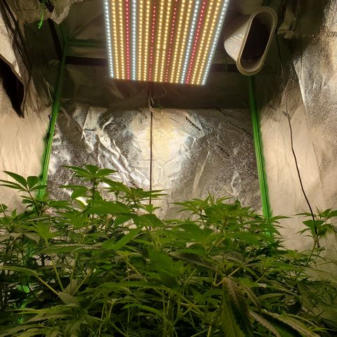 Blueberry Headband growlog photo: Put new light in the 36 x 36 room. 