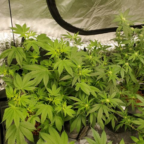 Lucky Charms growlog timeline photo