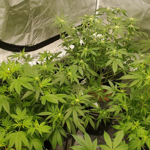 Blueberry Headband growlog timeline photo