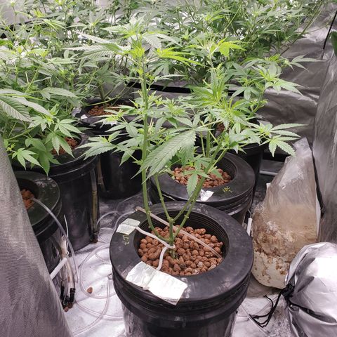 Lucky Charms growlog timeline photo