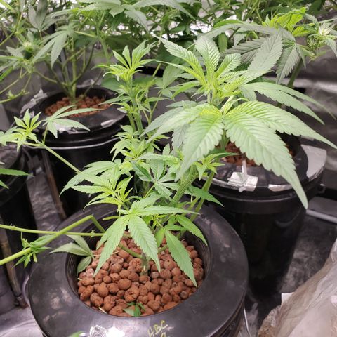 HeadbanD Cookies growlog timeline photo