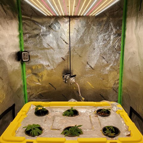 Crescendo growlog timeline photo
