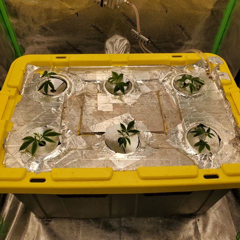 Crescendo growlog timeline photo