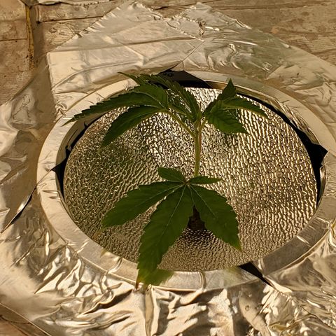 Crescendo growlog timeline photo