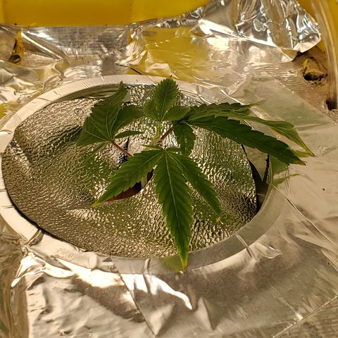 Crescendo growlog timeline photo