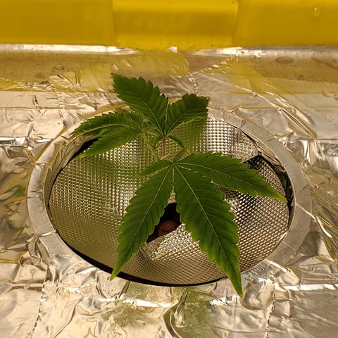 Crescendo growlog timeline photo
