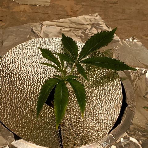 Crescendo growlog timeline photo