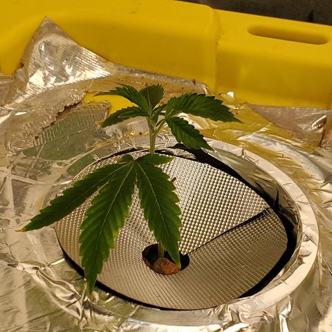 Crescendo growlog timeline photo