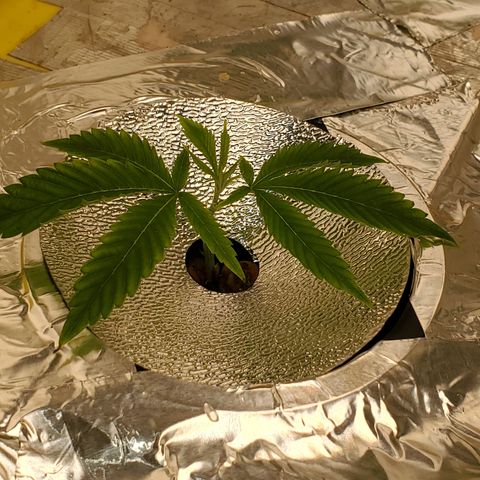 Crescendo growlog timeline photo