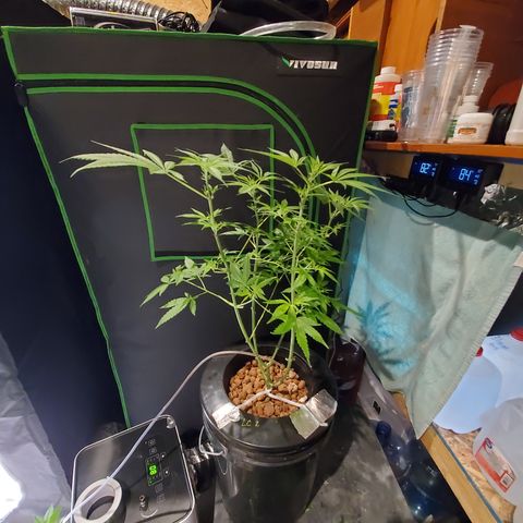Lucky Charms growlog timeline photo