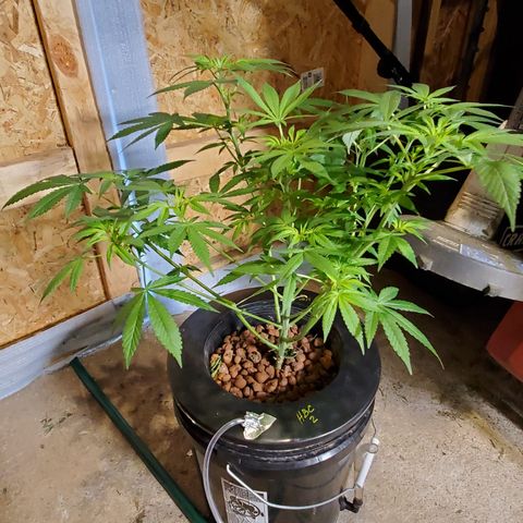 HeadbanD Cookies growlog timeline photo