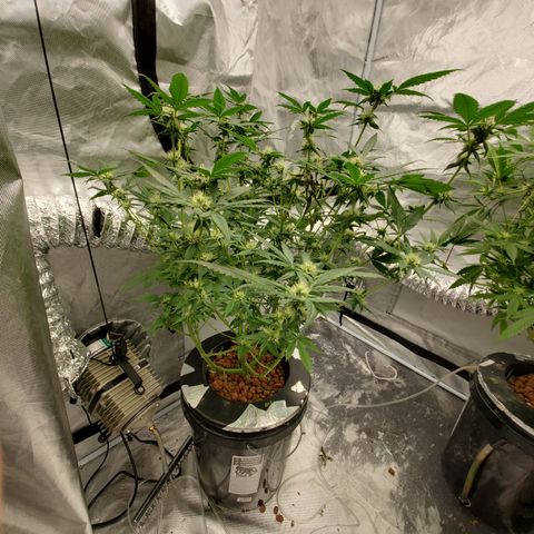 Blueberry Headband 3 growlog timeline photo