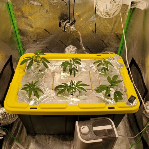 Crescendo growlog timeline photo