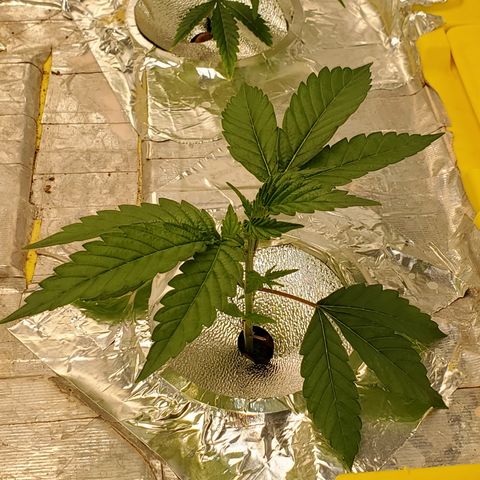 Crescendo growlog timeline photo