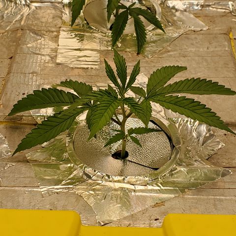 Crescendo growlog timeline photo