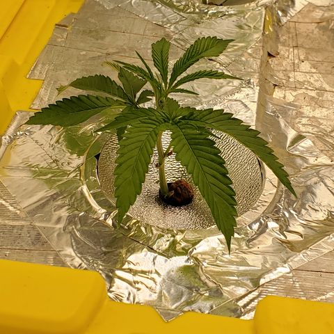 Crescendo growlog timeline photo