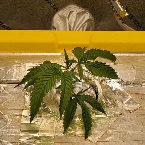 Crescendo growlog timeline photo