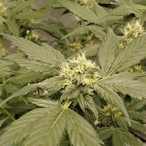 Blueberry Headband 3 growlog timeline photo