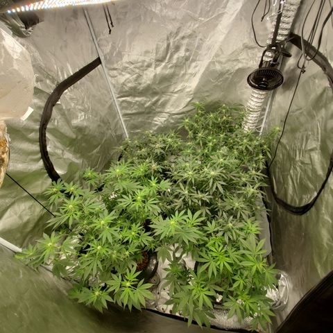 Blueberry Headband 3 growlog timeline photo