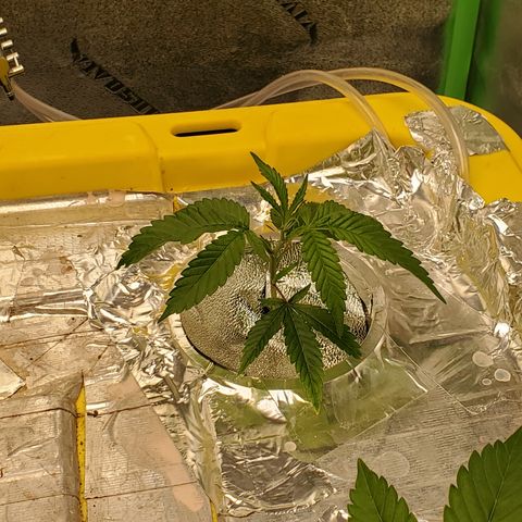 Crescendo growlog timeline photo