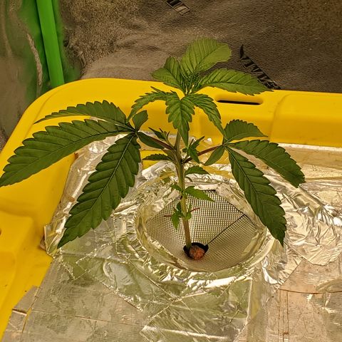 Crescendo growlog timeline photo
