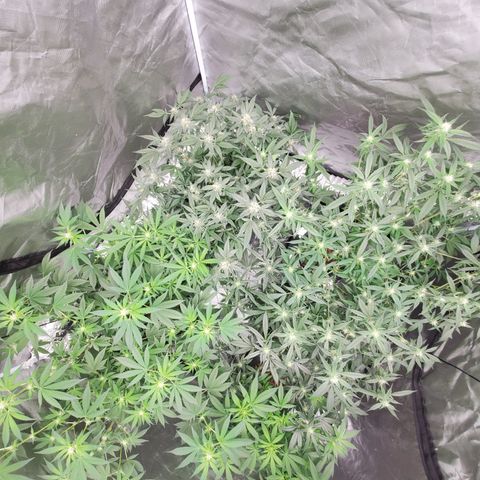Blueberry Headband 3 growlog timeline photo