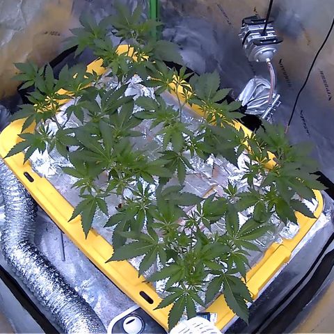 Crescendo growlog timeline photo