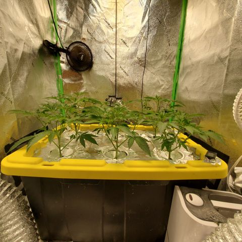 Crescendo growlog timeline photo