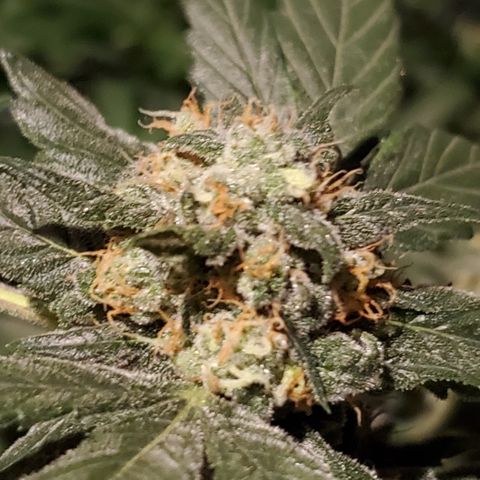 Blueberry Headband 3 growlog timeline photo