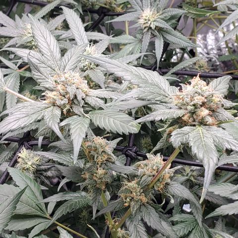 Blueberry Headband 3 growlog timeline photo