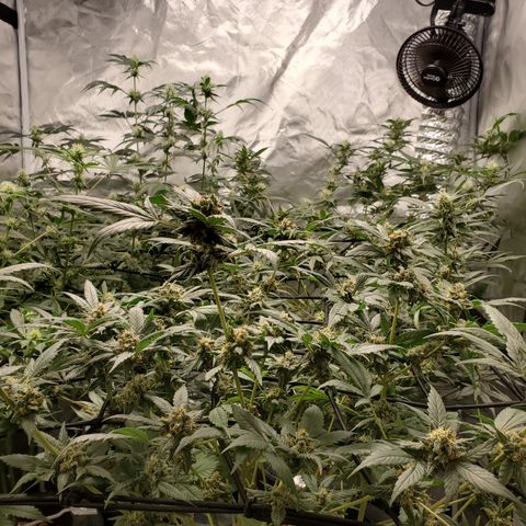 Blueberry Headband 3 growlog timeline photo