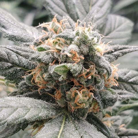 Blueberry Headband 3 growlog timeline photo