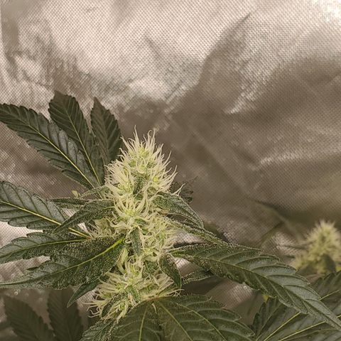 Lucky Charms growlog timeline photo