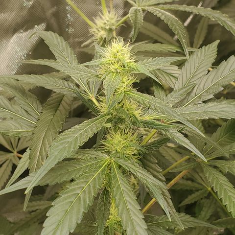 HeadbanD Cookies growlog timeline photo