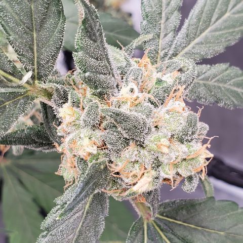 Blueberry Headband 3 growlog timeline photo