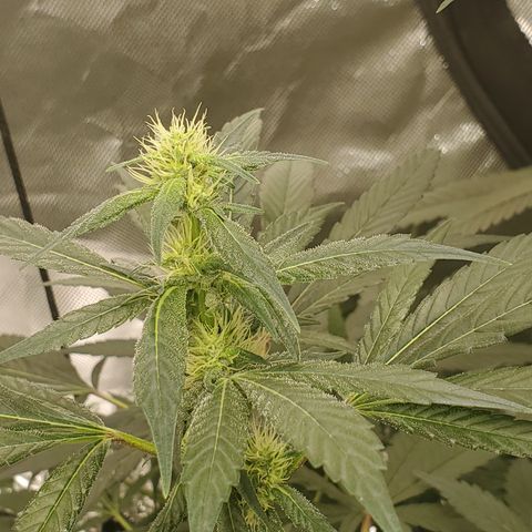 HeadbanD Cookies growlog timeline photo