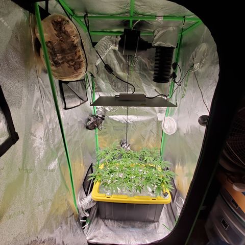Crescendo growlog timeline photo