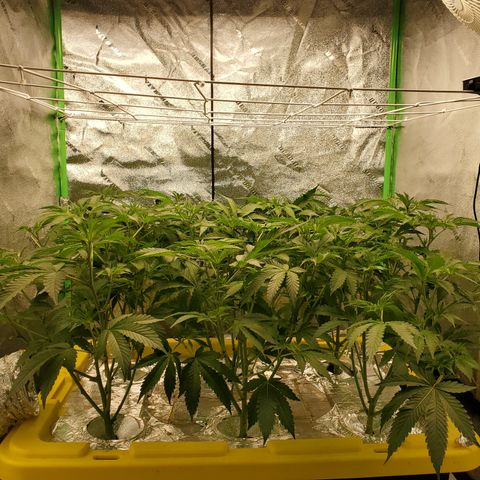 Crescendo growlog timeline photo