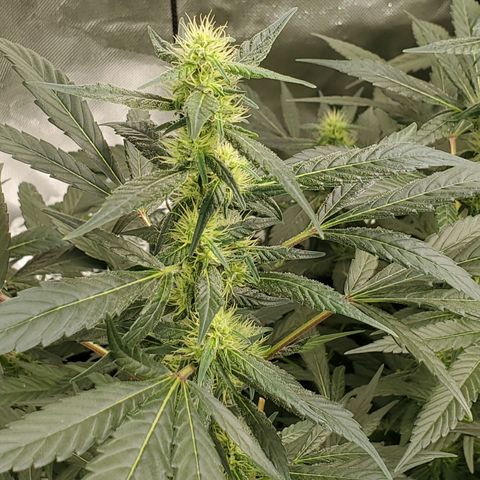HeadbanD Cookies growlog timeline photo
